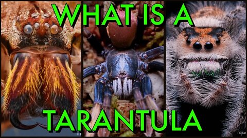 What's the DIFFERENCE Between Tarantulas & Spiders?