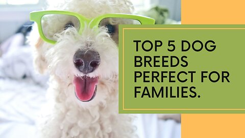 Top 5 Ultimate Family Dog Breeds: Find Your Perfect Furry Friend!