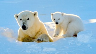 Cute Polar Bear Cub Plays In The Snow For The First Time