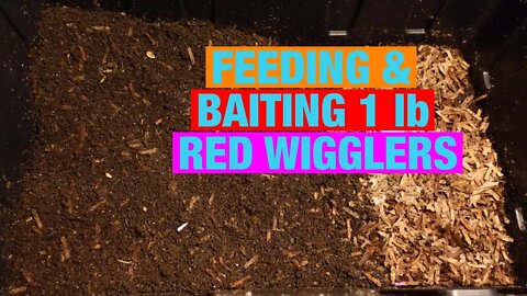 Worm Wednesday Feeding and Baiting 1 lb red wigglers bin