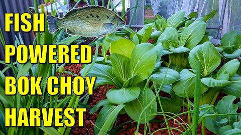 Aquaponics Bok Choy Harvest & Update