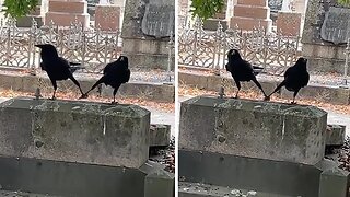 Cute video shows caring crow couple showing love for each other