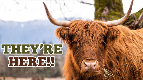 Scottish Highlanders and another HUGE find on the new property!