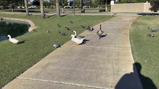 Goose standoff