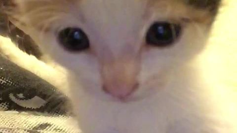 Little Kitten Fascinated By Herself On Front-Facing Camera!