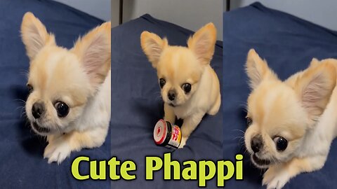 Cute baby dog video