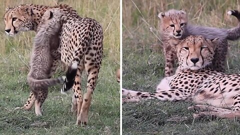 Wildlife photographer captures cheetah cubs playfully annoying mom