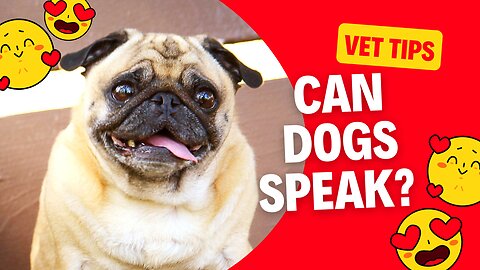 Can Dogs Speak? Decoding Canine Communication | Vet Tips