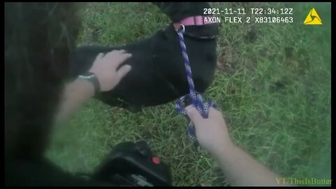 Black Labrador mix recovery after being stabbed and abandoned in DeLand