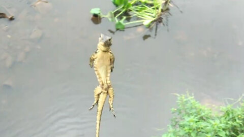 Exciting lizard fishing