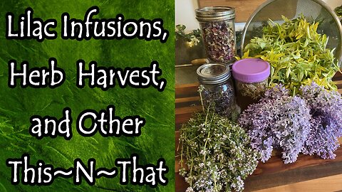 Lilac Infusions, Herb Harvesting, and Other This~N~That