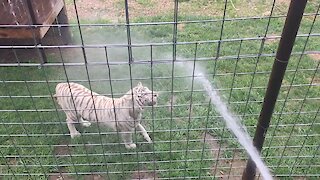 Tiger plays with water hose just like a doggy!
