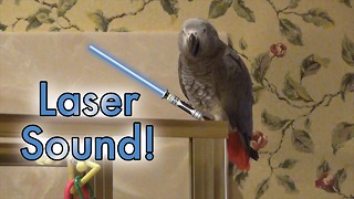 Genius parrot self-aware of the cool sounds he can make