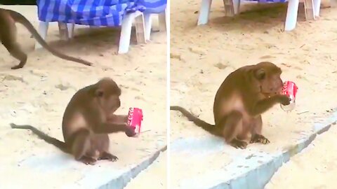 Monkey steals a can of soda and drinks
