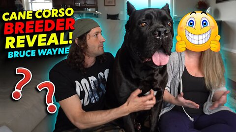 Cane Corso BREEDER REVEAL Bruce Wayne's Breeder!