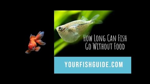 How Long Can Fish Go Without Food? NO FOOD | Educational