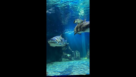 Sharks 🦈 and Turtle 🐢 in the same tank | Dingle | Ireland 🇮🇪 #shorts #viral #viralvideo