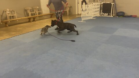 Queen Sophia Kay of the South AKC more Remy puppy play during lessons day 5 class