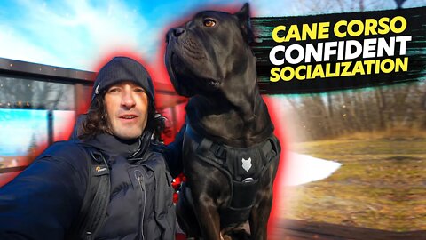 Cane Corso CONFIDENT SOCIALIZATION