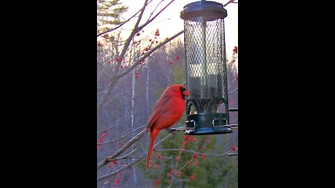 Male Red Cardinal
