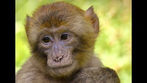 A monkey eating an apple