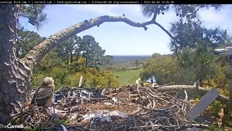 A Nuthatch Entertains The Owlet 🦉 4/4/22 14:26