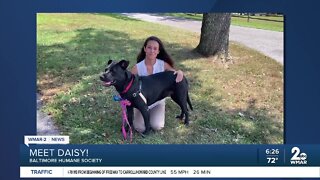 Daisy the dog is up for adoption at the Baltimore Humane Society