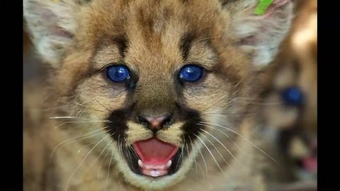 Newborn mountain lions discovered near L.A.