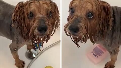 Adorable Yorkie refuses to get out of bath