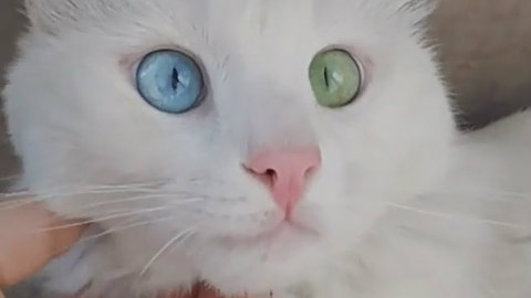 Cats with stunning multi-colored eyes