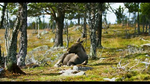 Environmental portrait of young moose calf rests on the forest floor