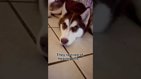They’re tired of hearing THIS…#husky #huskypuppy #puppy #siberianhusky
