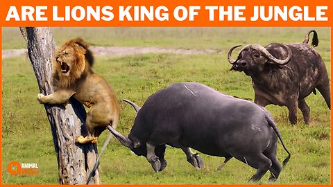 Why Are Lions King of the Jungle | Are Lions Truly the Kings of the Jungle? | Animal Vised