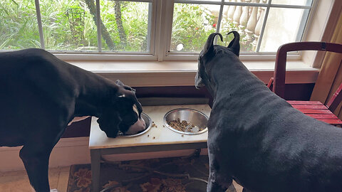 Messy Great Danes Love To Dine With A View