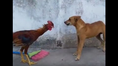 Chicken vs Dog, Unequal battle