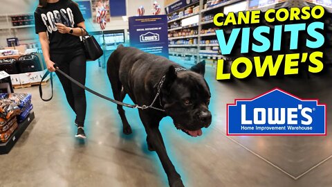 Cane Corso Socializating at Lowe's Home Improvement