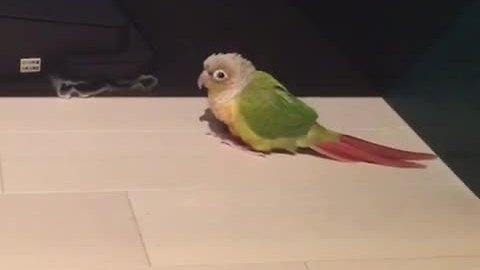 Parrot defends territory from robot vacuum
