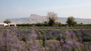 Discover the beauty of Colorado’s original lavender farm