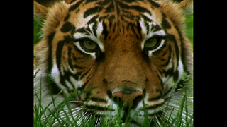 Amazing Tiger Enclosure At London Zoo