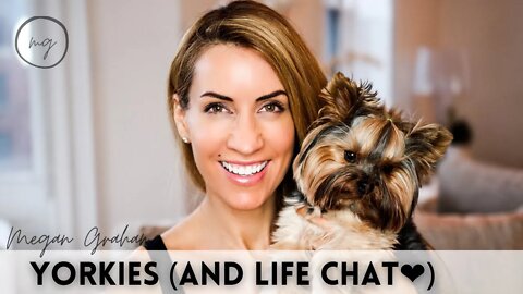 Yorkie Chat (and life chat❤️❤️❤️❤️)