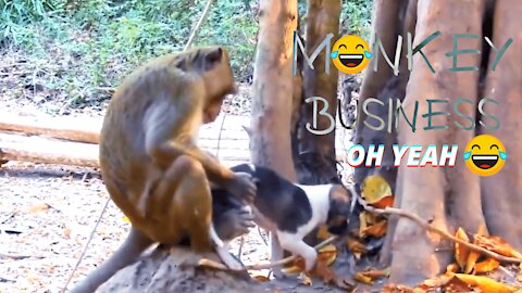 Monkey Business - Dog & Monkey Fun