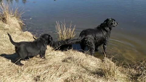 Flattie puppies by the pond