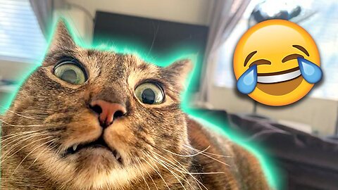 Funniest animals 2023 🐱In tiktok 😂 Funny and Fails Pets Video