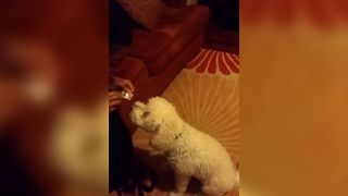 Dog Doesn't Want His Medicine