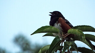 Spotted Towhee