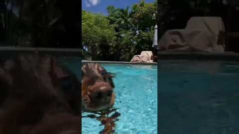 The Swimming wiener doggie, Milo 😁❤️❤️