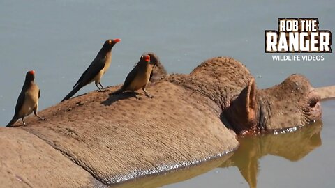 Hippo And Crocodiles Joined By An Elephant | Kruger National Park