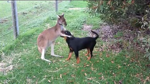 Dog and Kangaroo play together!