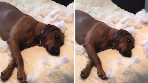 Dog destroys pillow, has zero regrets