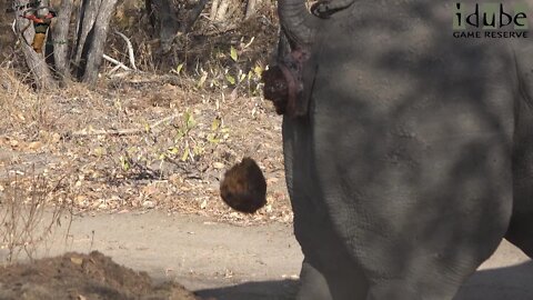 Big Southern White Rhino Bull Territorial Marking